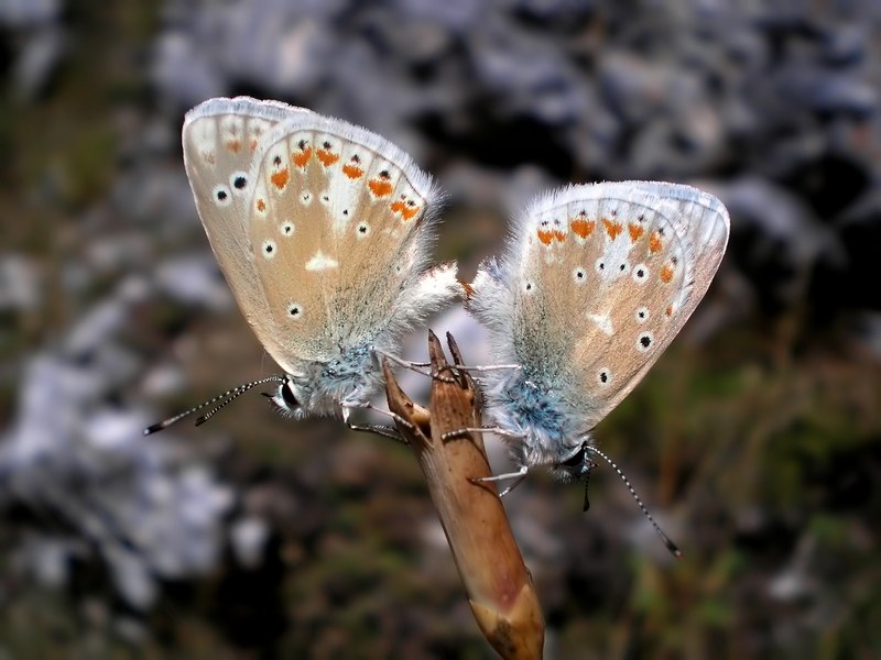 M e F  : foto di coppia